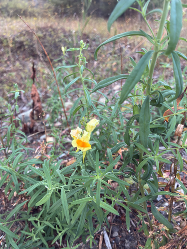 common toadflax