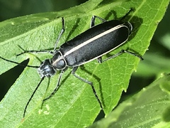 Epicauta cinctipennis