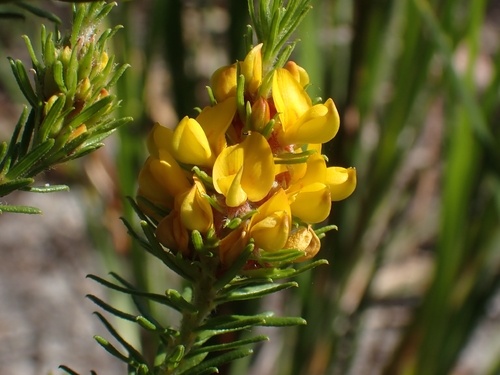 Phyllota phylicoides observed 2026-10-04
