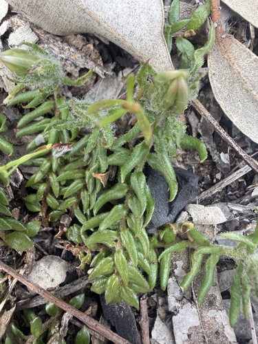 Ptilotus declinatus, 2026-10-04