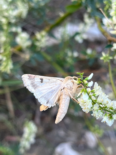 Corn Earworm Moth