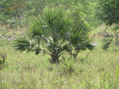 Sabal mauritiiformis