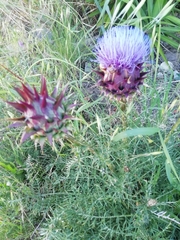 Cynara