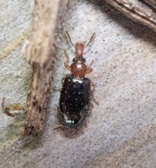 Salpingus ruficollis