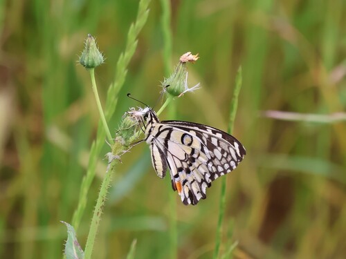 Lime Swallowtail