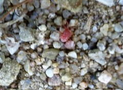 Balaustium