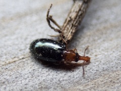 Salpingus ruficollis