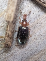 Salpingus ruficollis