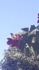 Heraclides thoas brasiliensis