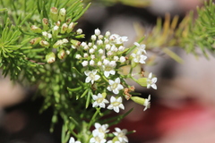 Platysace ericoides