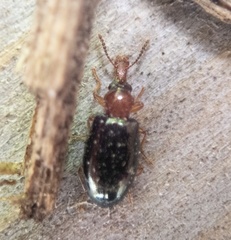 Salpingus ruficollis