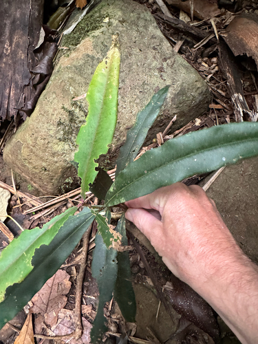 Syzygium ingens, 2026-10-01