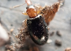 Salpingus ruficollis