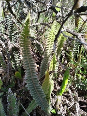 Pleopeltis lepidopteris