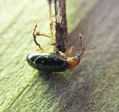 Salpingus ruficollis