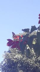Heraclides thoas brasiliensis