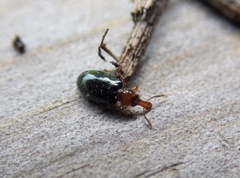 Salpingus ruficollis