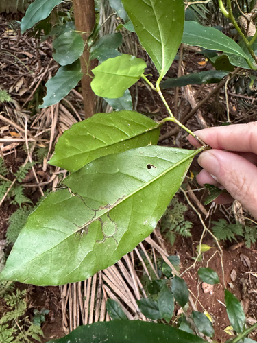 Pennantia cunninghamii observed 2026-10-01