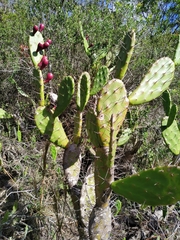 Opuntia bonaerensis