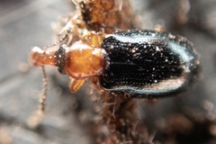 Salpingus ruficollis
