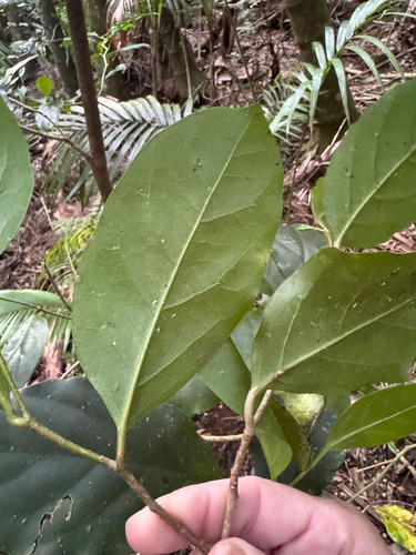 Pennantia cunninghamii observed 2026-10-01