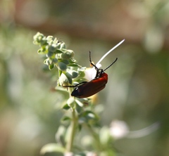 Lytta nitidicollis