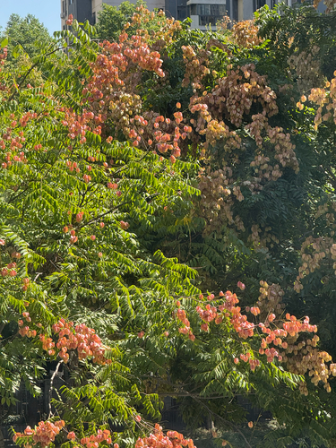 Koelreuteria bipinnata, 2026-10-05