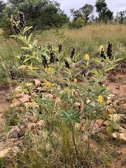 Eriosema psoraleoides