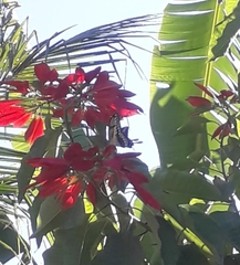 Heraclides thoas brasiliensis