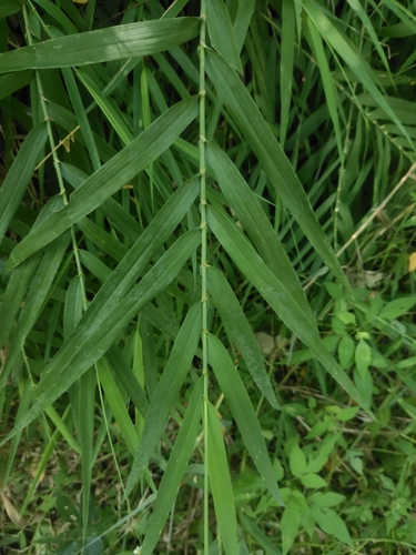 Arundo formosana, 2026-10-04