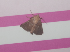 Griseothosea fasciata