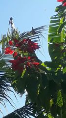 Heraclides thoas brasiliensis