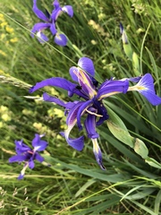 Iris spuria