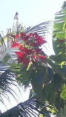 Heraclides thoas brasiliensis