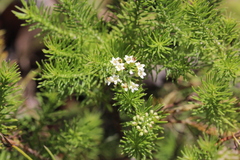 Platysace ericoides