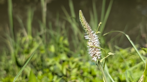 Pogostemon auricularius observed 2026-09-30
