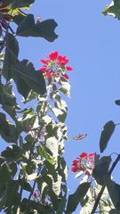 Heraclides thoas brasiliensis