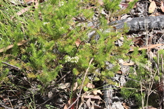 Platysace ericoides