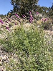 Dalea searlsiae