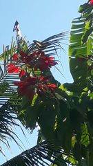 Heraclides thoas brasiliensis