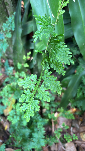 Selaginella willdenowii observed 2026-10-05