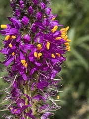 Dalea searlsiae