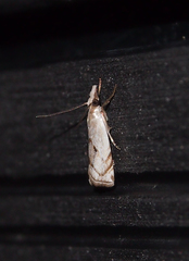 Pseudocatharylla duplicella