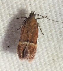 Eudactylota iobapta
