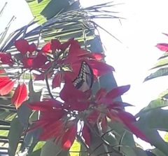 Heraclides thoas brasiliensis