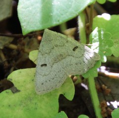 Chytolita morbidalis