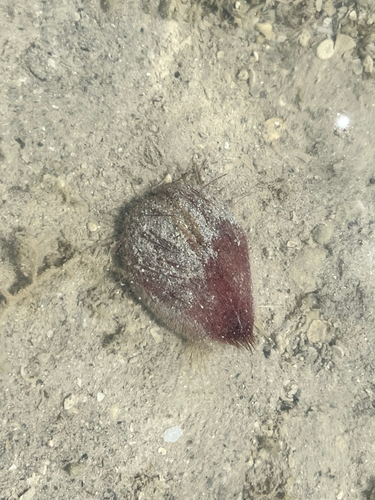 Lovenia elongata observed 2026-10-05