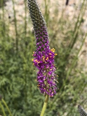 Dalea searlsiae