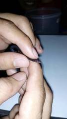 Calamaria lumbricoidea