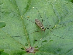 Nephrotoma cornicina